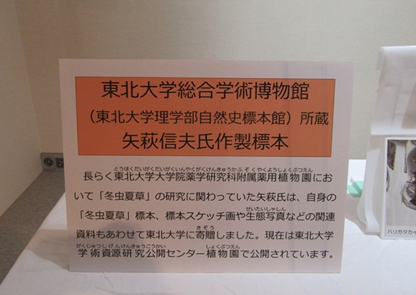 矢萩信夫氏作製標本