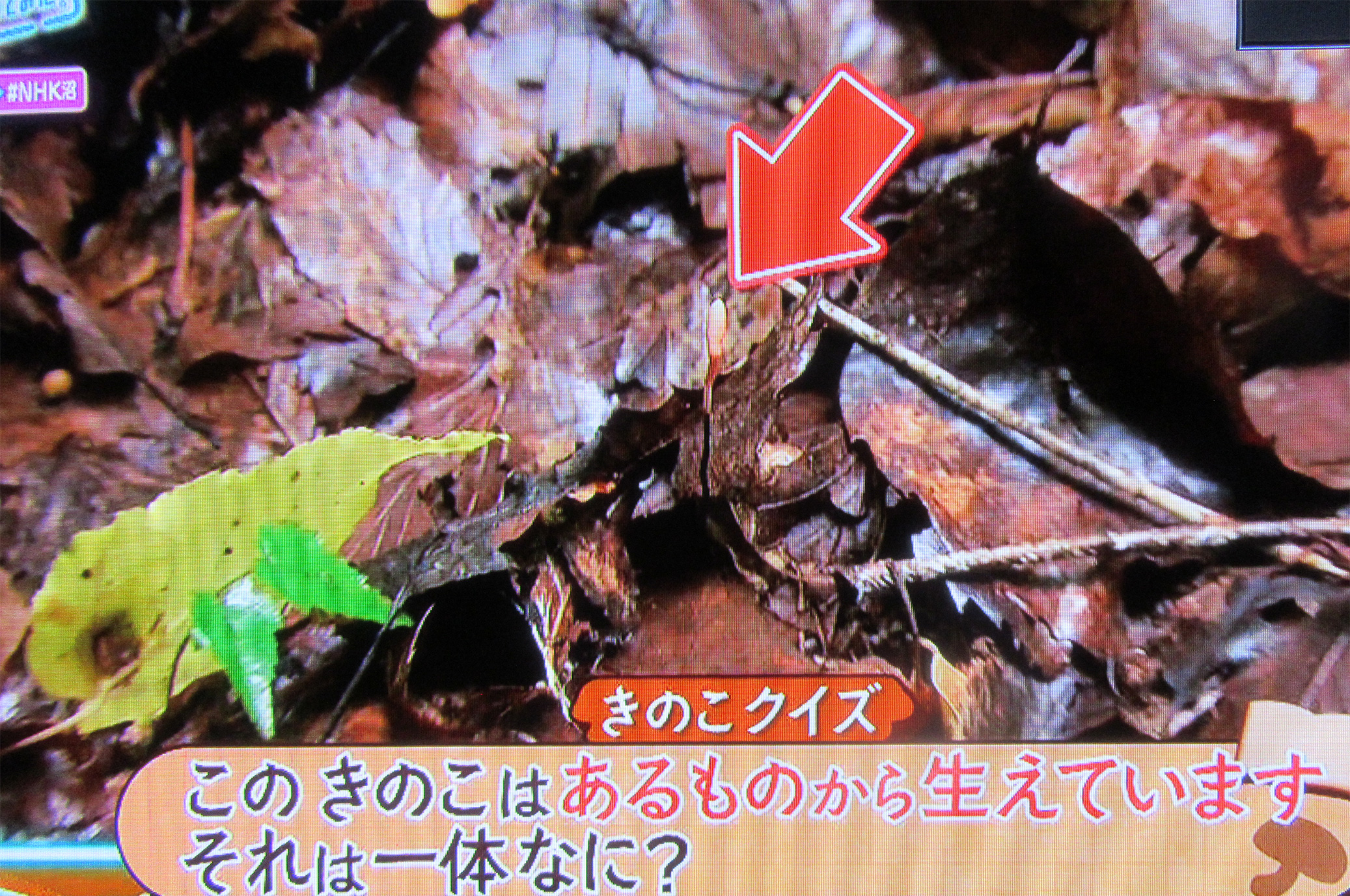 変わったキノコ、これは何？