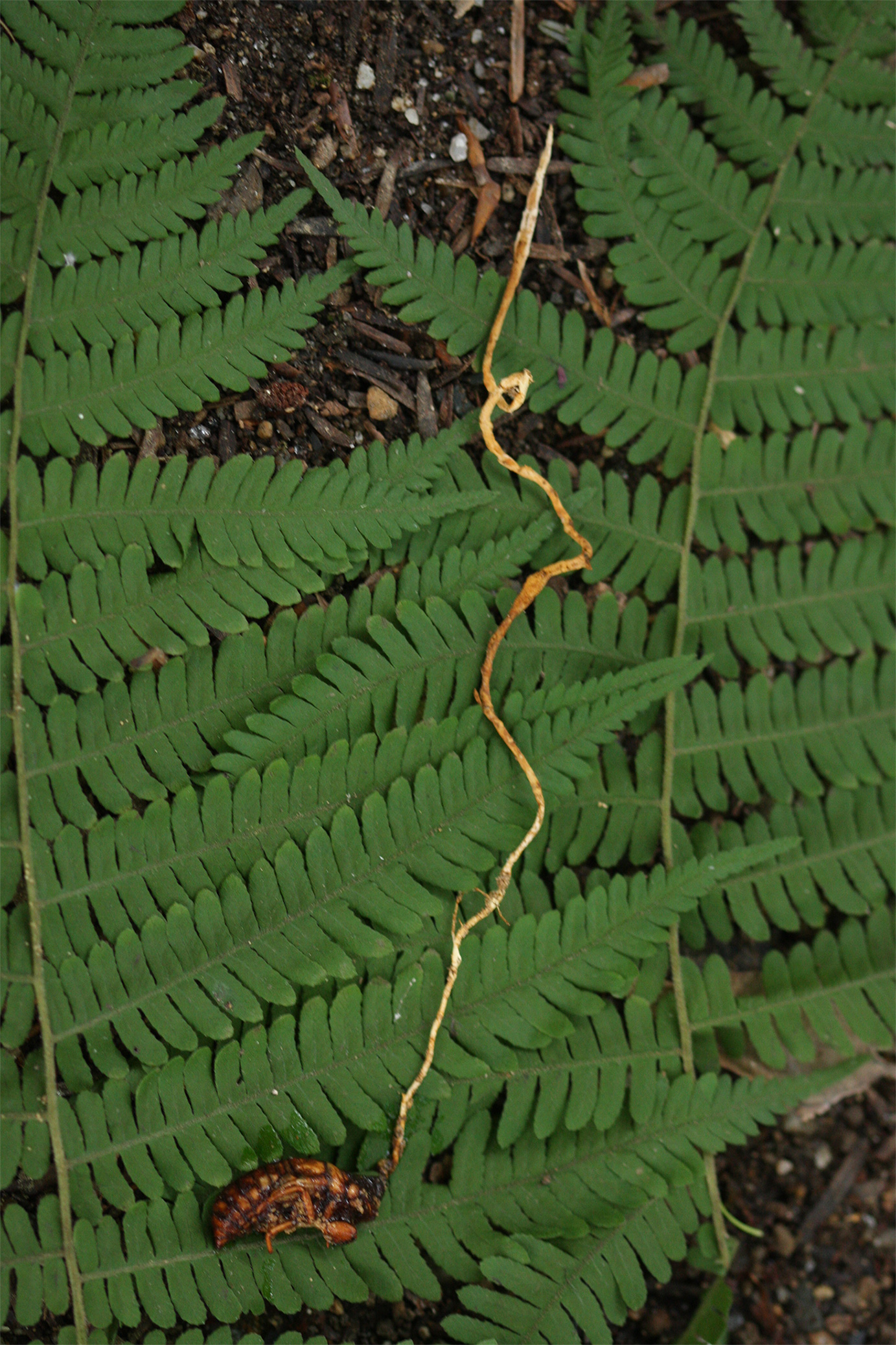 ツブノセミタケ