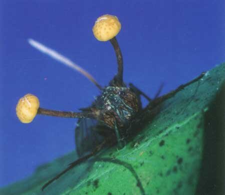 冬虫夏草 ハエヤドリタケ｜紀行・分類図鑑｜【公式】N.M.I.自然薬食