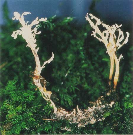 ケムンパス様専用 冬虫夏草 ハナサナギタ B,C,F 3点 冬虫夏草 ハナ