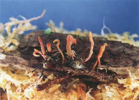 リッキー　　冬虫夏草 71B3L8MwacL._UF350,350_QL50_.jpg