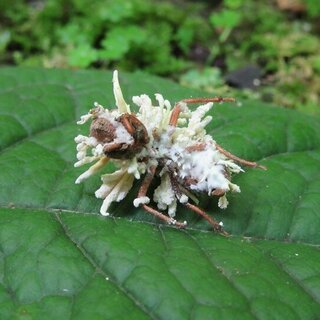 冬虫夏草の季節到来！その1 - がんの克服を目指してブログ
