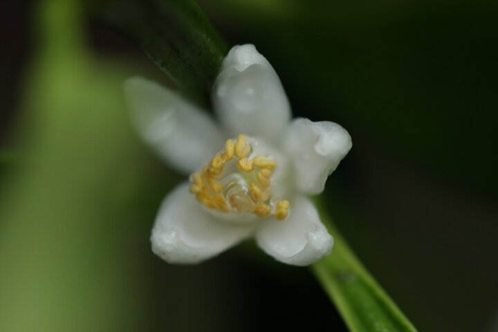 img_2025kinkan_720_0367.JPG