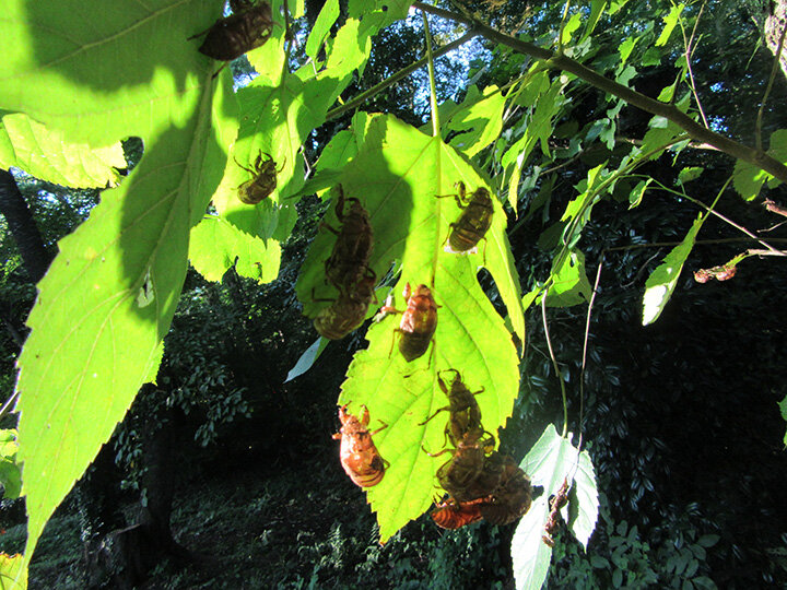 img_cicada-new_720.jpg
