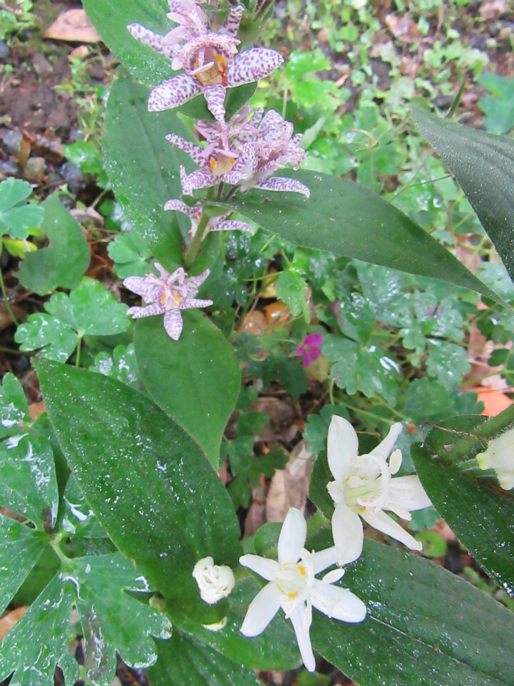 img_hototogisu2_2306.jpg