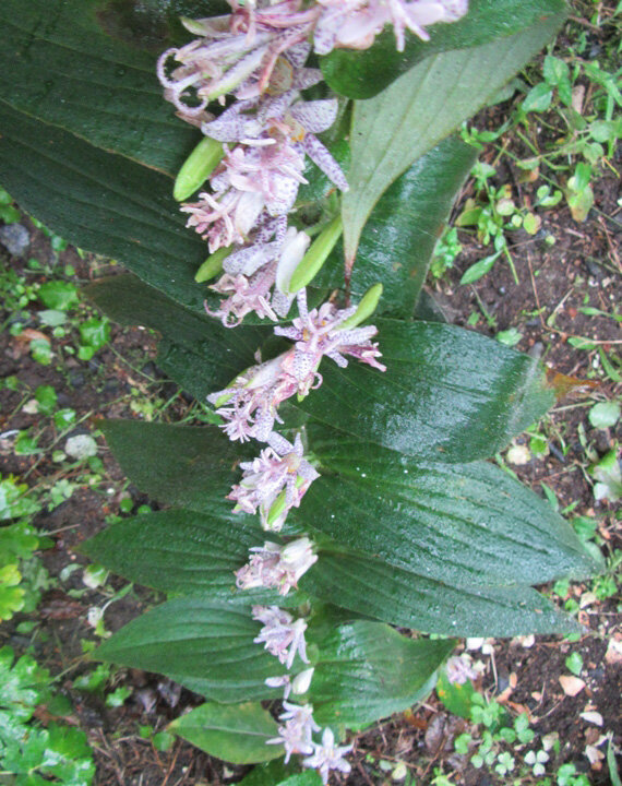 img_hototogisu4_2312.jpg