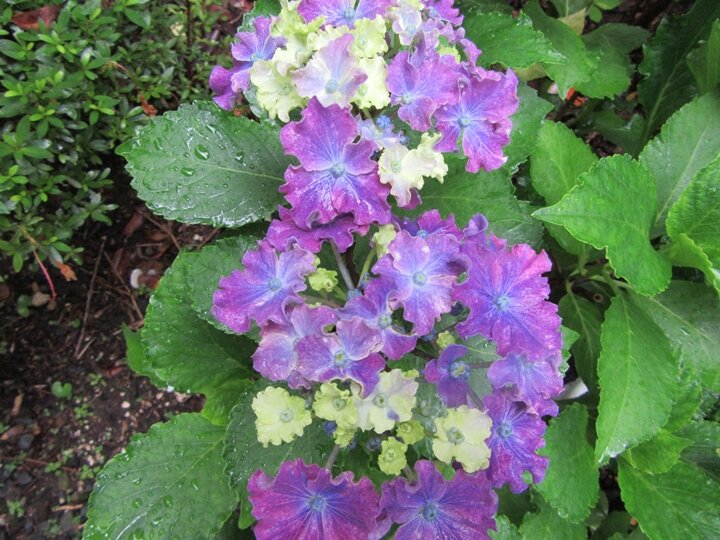 img_hydrangea2026_720_2178.JPG
