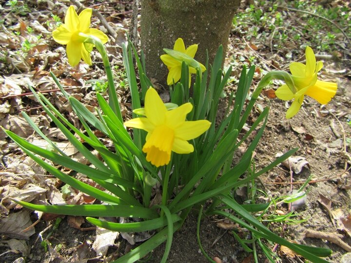 img_mini daffodil2026_720_2112.JPG