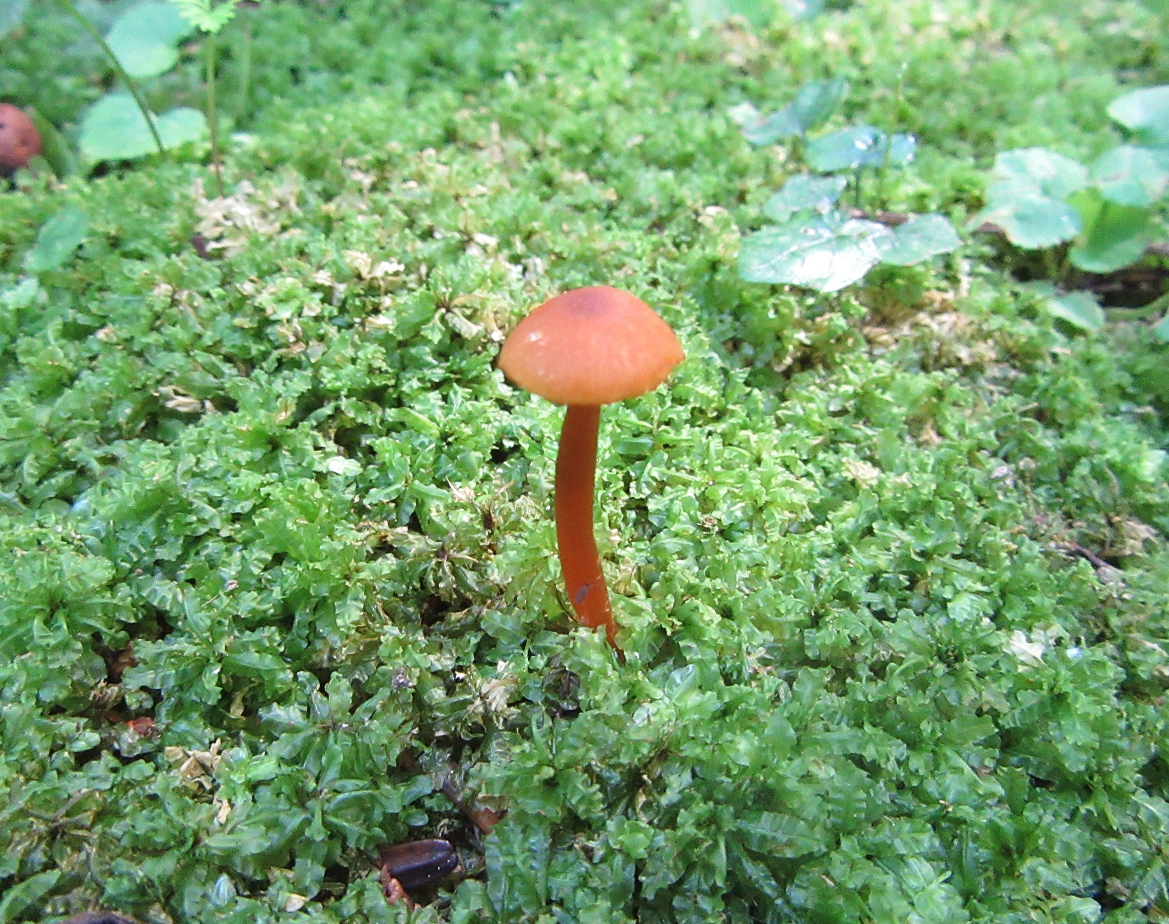 img_mushroom2_2266.JPG