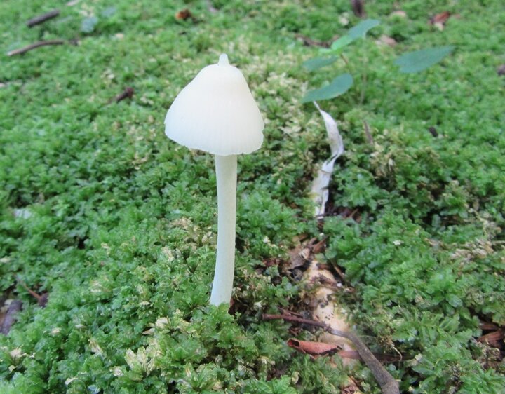 img_mushroom3_2265.JPG