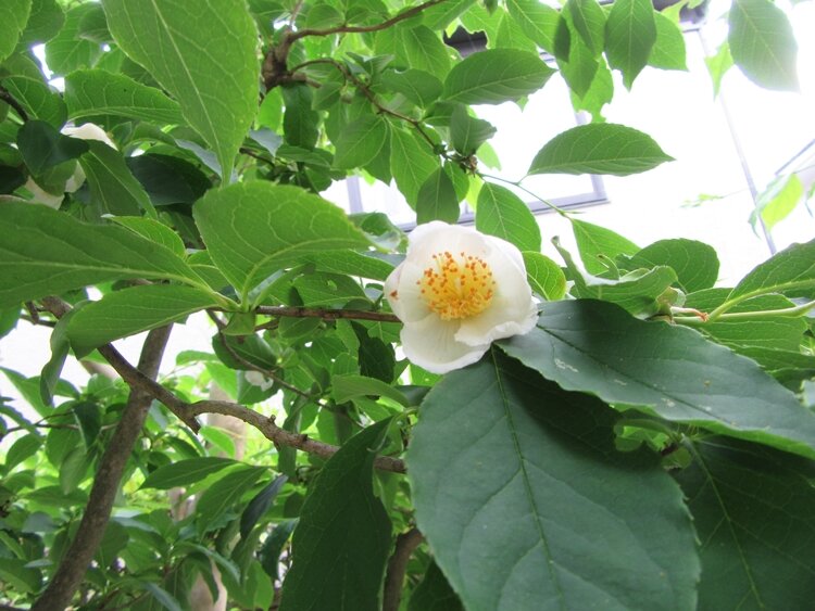 img_natsutsubaki2025_750_1824.JPG