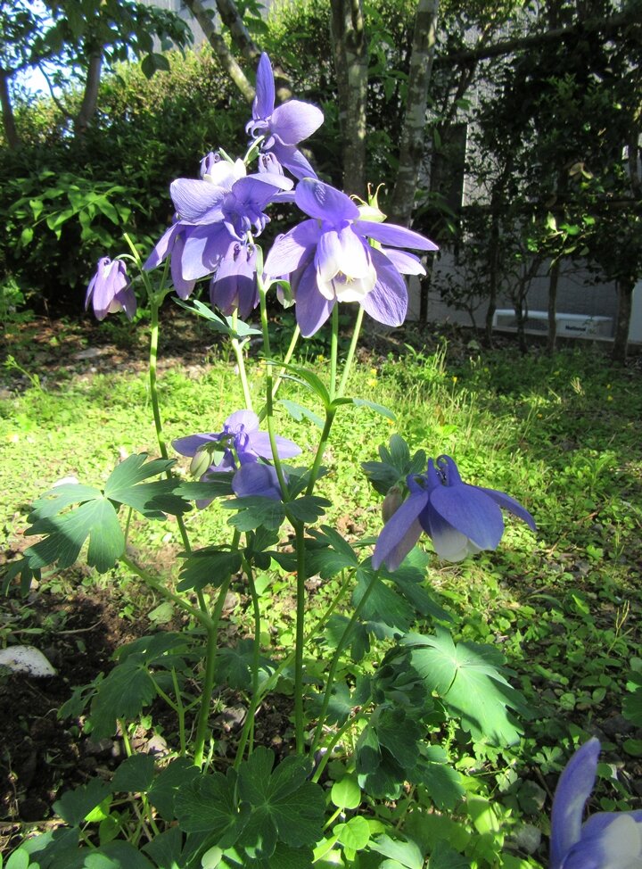 img_odamaki2026_720_2147.JPG