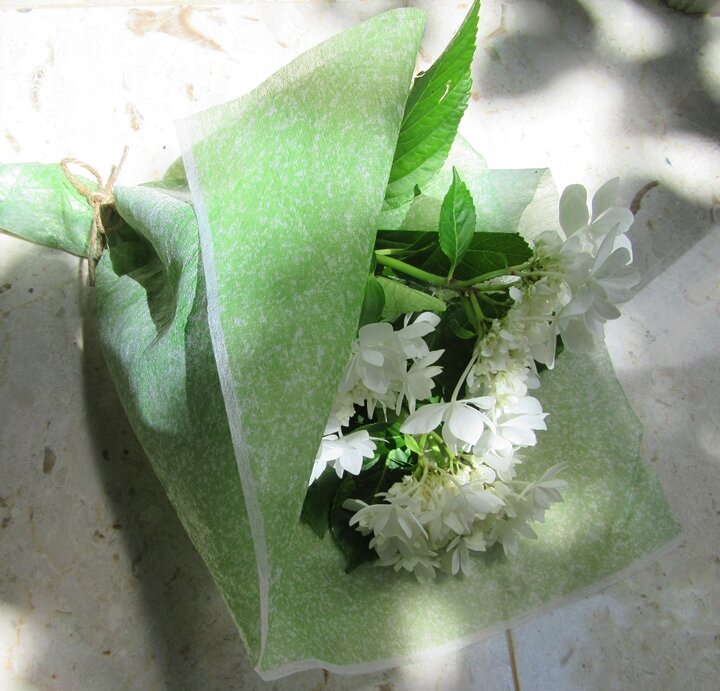 img_whitehydorangea2026_720_2183.JPG